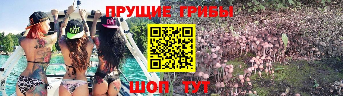 Галлюциногенные грибы прущие грибы Железноводск